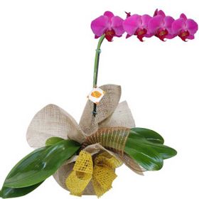 Orquídea Phalaenopsis Roxa Natural- Juta Crua