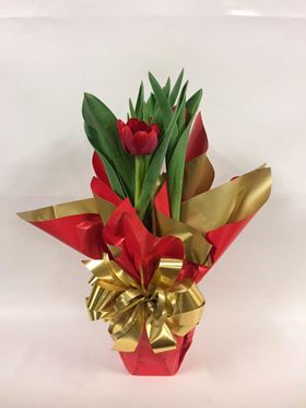thumb-vaso-de-tulipa-3-flores-para-presente-0