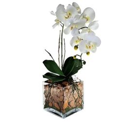Mini Orquídea Natural no Vidro com Cascas de Árvore 