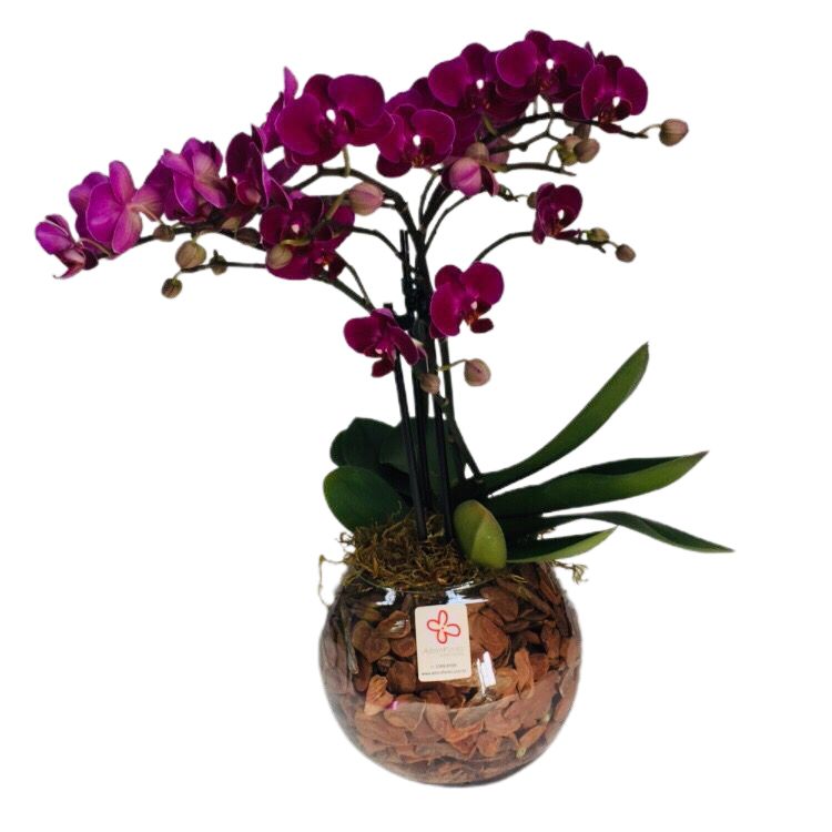 orquídea em cachepô de vidro