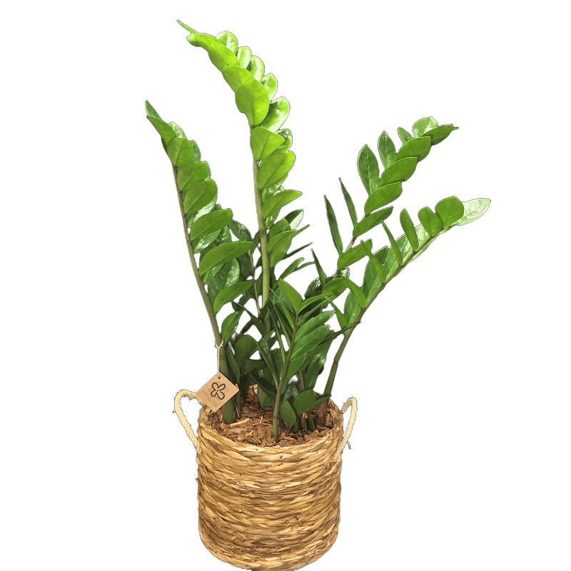 ZAMIOCULCAS em cachepo de tabôa