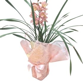 orquídea cimbidium 37% OFF