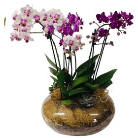 Trio de orquídeas