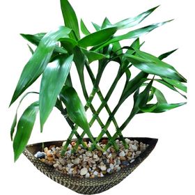 Bambu da Sorte em vaso decorado