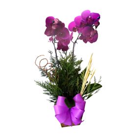 Vaso de Orquídea lilás