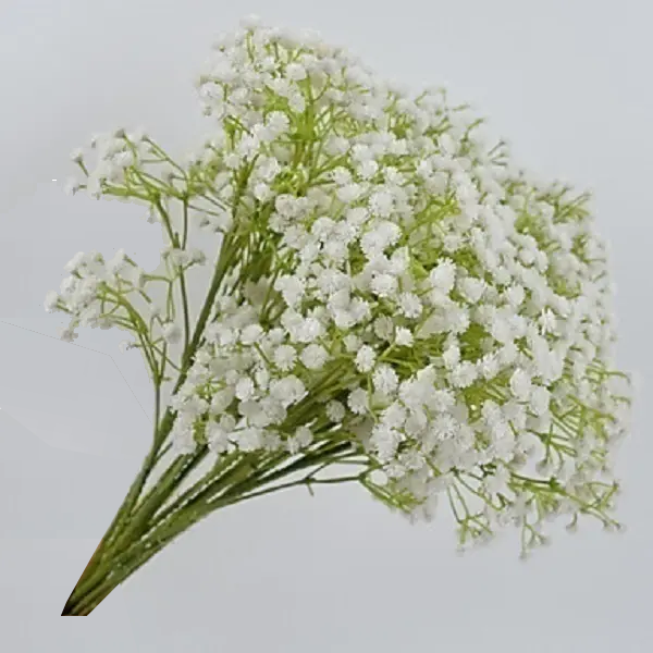 Gypsophila 