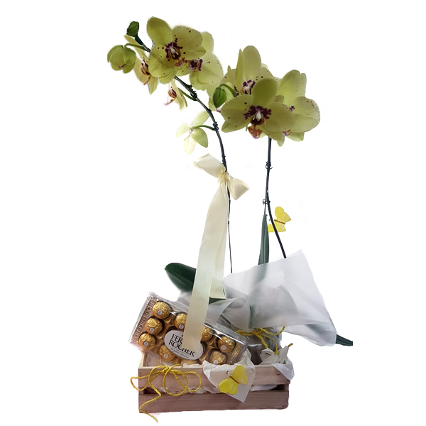 Mini Orquídea Amarela 02 Hastes + Ferrero Rocher 