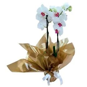 Orquídea enfeitada com papel colorido