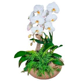 Orquídea Cascata 02 hastes em vaso de asplenio