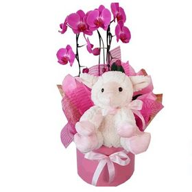 Box Menina com mini orquídea e pelúcia ovelhinha