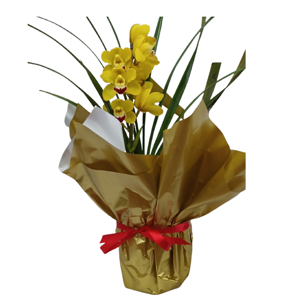 Orquídeas Cimbindium decorada com papel