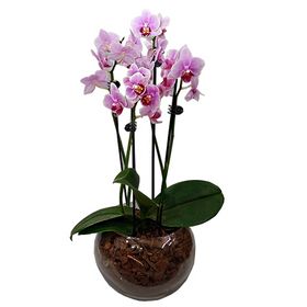 Mini Orquídea Lilás