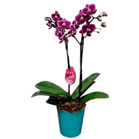 Mini Orquídea no Vaso vintage
