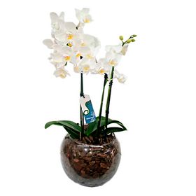 Mini Orquídea em Vaso de Vidro
