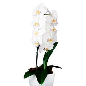 Orquídea Branca Phalaenopsis