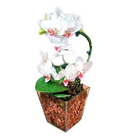 Mini Orquídea branca em Vaso de Vidro