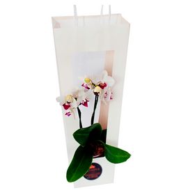 Mini Orquídea na sacola