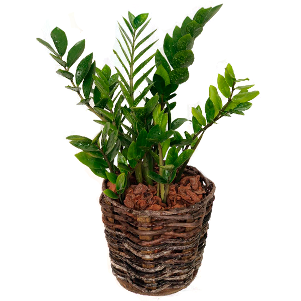 ZAMIOCULCAS