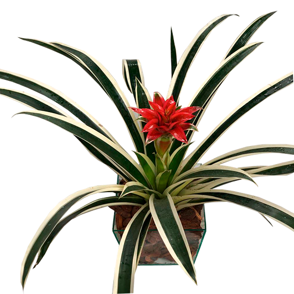 BROMELIA BRASIL