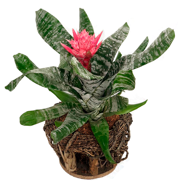 BROMELIA ROSA 