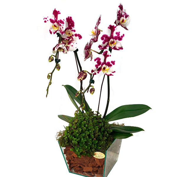 ORQUIDEA PHALAENOPSIS  2 HASTES 