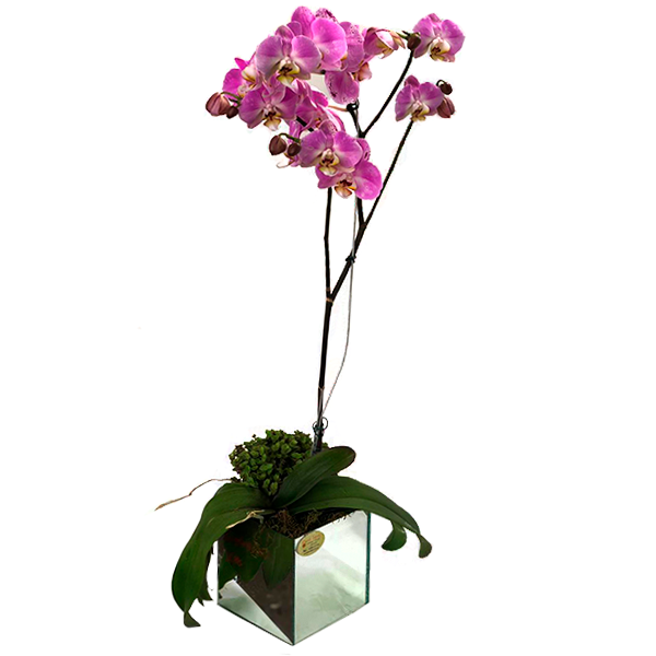 ORQUIDEA PHALAENOPSIS ESPECIAL