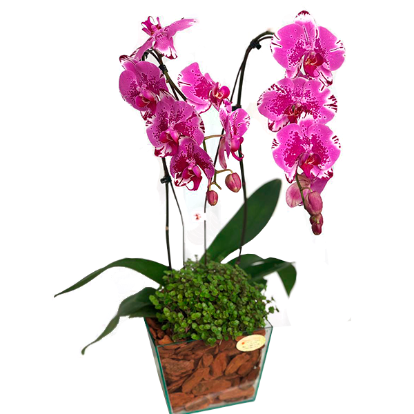 ORQUIDEA LILÁS PHALAENOPSIS  2 HASTES