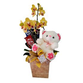 Orquídea decorada com Urso e Chocolates