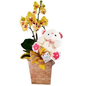 Orquídea decorada com Urso